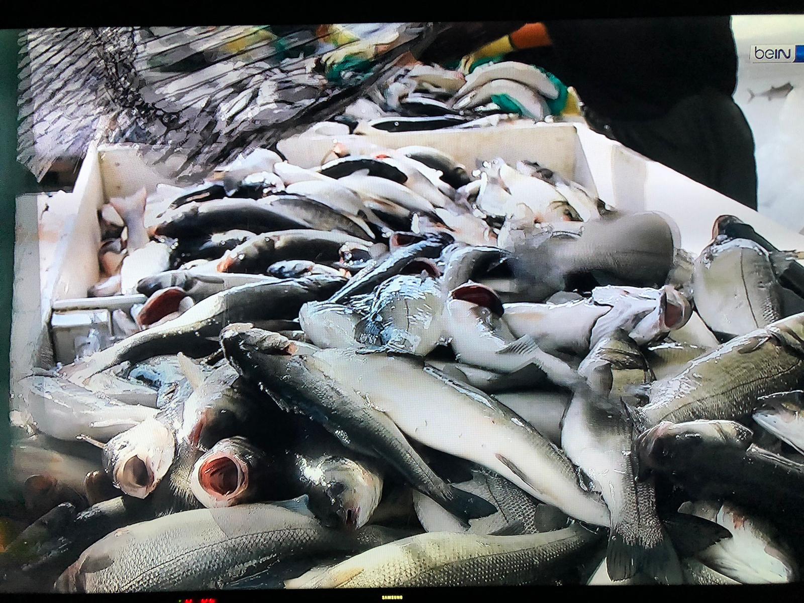 Levrek Yetiştiriciliği ( Sea Bass Breeding)